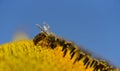 Close up of a honey bee collecting for pollen in a yellow sunflower against the blue sky Royalty Free Stock Photo