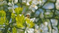 Honey Bee Collects Nectar. White Flower Of Citrus Trifoliata. Poncirus Trifoliata. Close up. Royalty Free Stock Photo