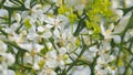 Honey Bee Collects Nectar. White Flower Of Citrus Trifoliata. Poncirus Trifoliata. Close up. Royalty Free Stock Photo