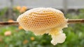 Close-Up Of Honey Bee Comb. Fresh natural honeycomb or hive on a dry branch with sweet honey for food ingredients isolated on blac Royalty Free Stock Photo