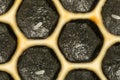 Honey Bee Eggs Royalty Free Stock Photo