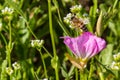 Close up of a Honey Bee Emerging From a Single Texas Pink Evening/Showy Primrose Wildflower