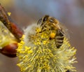 Close-up of honey bee feeding nectar of willow flowers