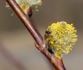 Close-up of honey bee feeding nectar of willow flowers Royalty Free Stock Photo