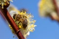 Close-up of honey bee feeding nectar of willow flowers Royalty Free Stock Photo