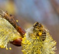 Close-up of honey bee feeding nectar of willow flowers Royalty Free Stock Photo