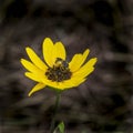 Portrait of a Honey Bee on a Black Eyed Susan Royalty Free Stock Photo