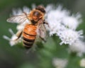 Close up of honey bee on flat-topped white aster