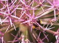 Close up of a Honey bee full of pollen feeding on a Purple Allium Flower. Royalty Free Stock Photo