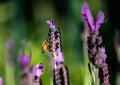 Close up honey bee gathering nectar from purple lavender flower Royalty Free Stock Photo