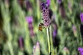 Close up honey bee gathering pollen from purple lavender flower Royalty Free Stock Photo