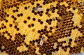 Close up honey bee hive pattern. orange colour, nature backgound texture Royalty Free Stock Photo