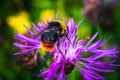 Close up honey Bee Insect Pollinating Clover Flower