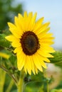 Close up of honey bee landing on sunflower