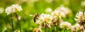 Close up of honey bee in midair on the clover flower in the green field. Green background