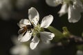 Close up of a honey bee perched on a flower of a flowering tree apricot bee collecting nectar pollen on a spring Sunny day