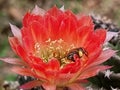 Close-up of Honey bee pollinating the flower of Echinopsis cactus