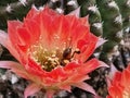 Close-up of Honey bee pollinating the flower of Echinopsis cactus