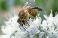 Close up of honey bee pollinating flower in the garden. Detail view of European honeybee pollinate flower on summer time