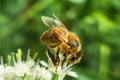 Close up of honey bee pollinating flower in the garden. Detail view of European honeybee pollinate flower on summer time Royalty Free Stock Photo