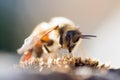 Honey Bee Pollinating Flower Royalty Free Stock Photo