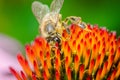 close up honey Bee Pollinating /Honey Bee Pollinating echinacea