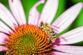 close up honey Bee Pollinating/honey bee sitting on the echinacea purpurea flower Royalty Free Stock Photo