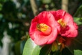 Close up of honey bee pollinating a red camellia flower, California Royalty Free Stock Photo