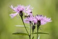 a honey bee on a thistle flower