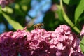 A close up of honey bee on a purple-pink flowers of common lilac