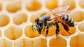 Close-up of a Honey Bee Resting on Honeycomb, Capturing the Essence of Nature and Hard Work Royalty Free Stock Photo