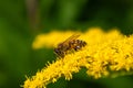 Close-up of a honey bee in Sauerland Royalty Free Stock Photo