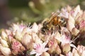 Honey bee on Sedum \'Matrona Royalty Free Stock Photo