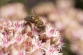 Close-up of a Honey bee on Sedum Royalty Free Stock Photo
