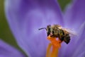 Close-up of a honey bee sitting on the pistil of a purple crocus flower in the morning. The bee is still damp from the night and Royalty Free Stock Photo