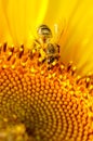 Close-up of honey bee sitting on summer yellow sunflower Royalty Free Stock Photo