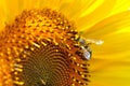 Close-up of honey bee sitting on summer yellow sunflower Royalty Free Stock Photo