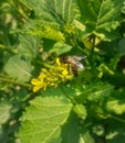 Close up honey bee sitting on yellow mustard flower and collecting nectar in sun light. Royalty Free Stock Photo