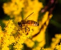 Close up of honey bee on Solidago, goldenrod, yellow flower and a brown grass weed Royalty Free Stock Photo