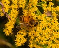 Close up of honey bee on Solidago, goldenrod, yellow flower and a brown grass weed Royalty Free Stock Photo