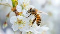 Close-up of a honey bee on white cherry blossoms, nature and pollination concept Royalty Free Stock Photo