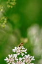 A close-up of a honey bee on a white flower. Image with copy space. Royalty Free Stock Photo