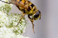 Close up of a honey bee on a white flowering carrot plant Royalty Free Stock Photo