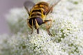 Close up of a honey bee on a white flowering carrot plant Royalty Free Stock Photo