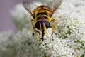 Close up of a honey bee on a white flowering carrot plant Royalty Free Stock Photo