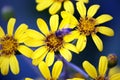 Close-up of Honey Bee on Yellow Daisy Royalty Free Stock Photo