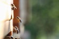 Honey bees carrying pollen