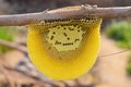 Close up of honey bees on honey comb