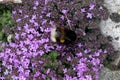 Close-up of a honey-collecting bumblebee on Thymus serpyllum `Coccineus