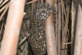 Close up of honey comb.Bee hive